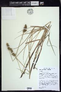 Carex oklahomensis image