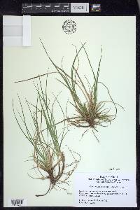 Carex tonsa var. tonsa image