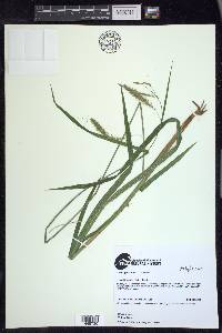 Carex gynandra image