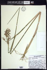 Juncus militaris image