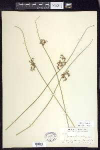 Juncus pylaei image