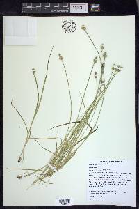 Carex leavenworthii image