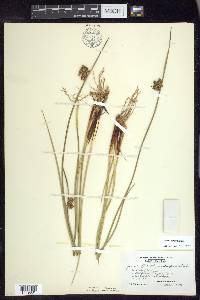 Juncus pylaei image