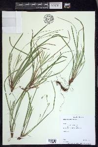 Carex pedunculata image
