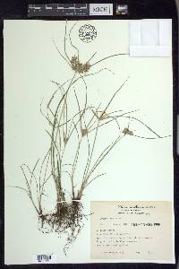 Cyperus tenuis image