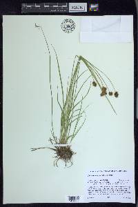 Carex straminiformis image