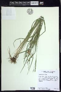 Carex corrugata image