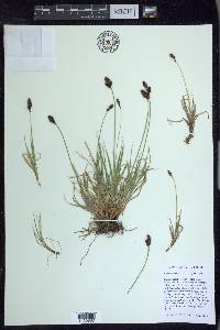 Carex orestera image