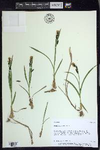 Carex spectabilis image