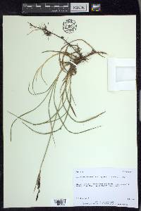 Carex microchaeta image