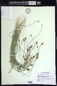 Carex leavenworthii image