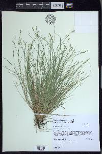 Carex atlantica subsp. capillacea image