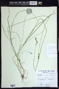 Carex praticola image