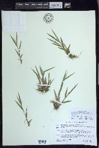 Panicum acuminatum image