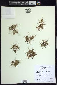 Cyperus squarrosus image