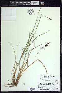 Carex bigelowii image