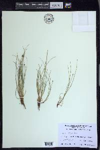 Carex capitata image