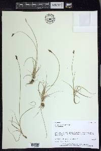 Carex lachenalii image