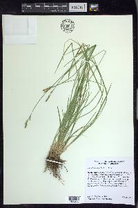 Carex bromoides image