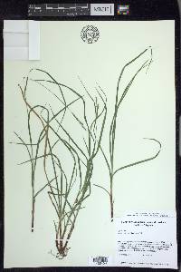 Carex virescens image