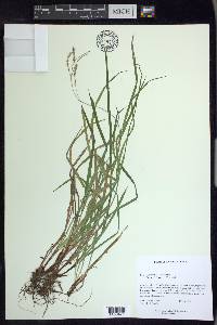 Carex debilis var. debilis image