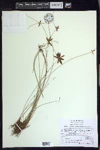 Cyperus aschenbornianus image