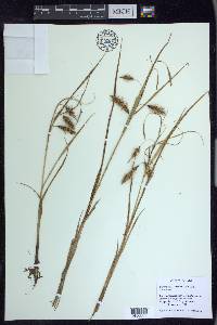 Carex paleacea image