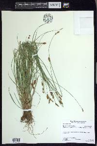 Carex crawfordii image