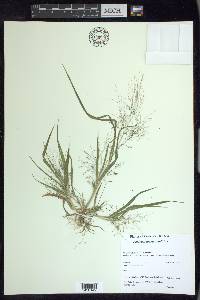 Panicum tuckermanii image