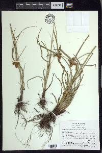 Cyperus aggregatus image