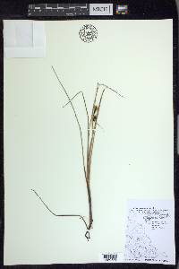 Carex rotundata image