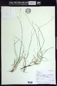 Carex disperma image