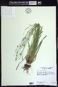 Carex gracilescens image