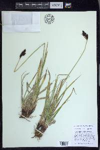 Carex albonigra image