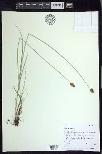 Carex hoodii image