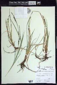 Carex bigelowii subsp. bigelowii image