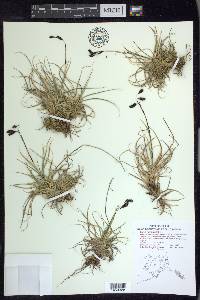 Carex misandra image