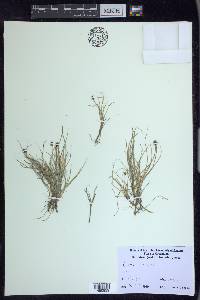 Carex ursina image