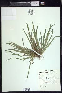 Carex cumberlandensis image