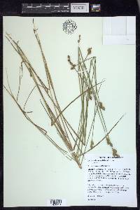 Carex suberecta image