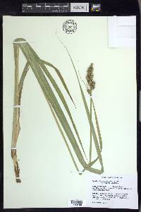 Carex stipata var. maxima image