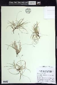 Carex concinna image