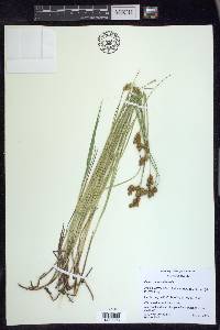 Carex waponahkikensis image