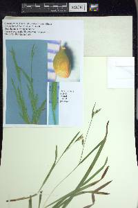 Carex gholsonii image