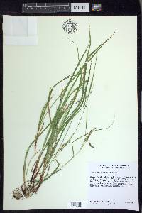 Carex debilis var. debilis image