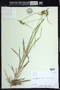 Carex flava image