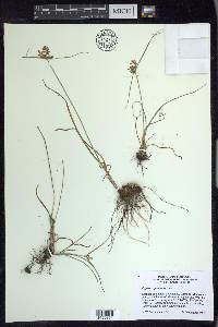 Cyperus spectabilis image