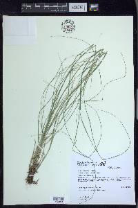 Carex atlantica subsp. capillacea image