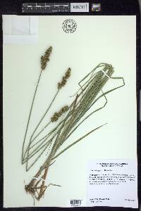 Carex triangularis image