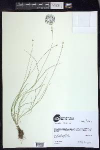 Carex radiata image